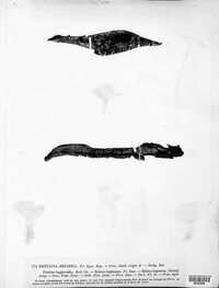 Fistulina hepatica image